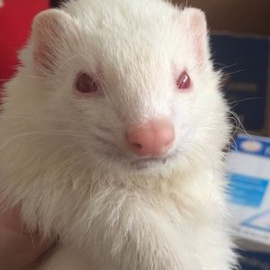 Meet your Posher, Samantha